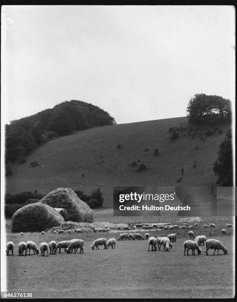 Sheep Haystack 4,881 Hay Pasture Stock Photos, High-Res Pictures, and Images - Getty ...