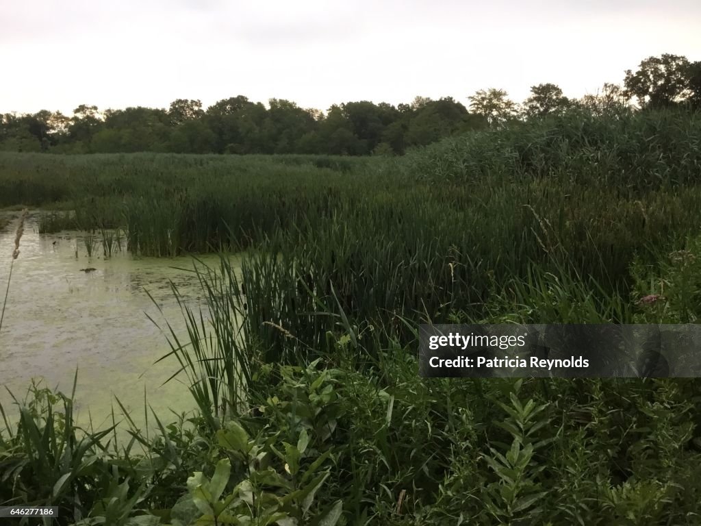 DARK GREEN WETLANDS IN LEBANON, CT, USA