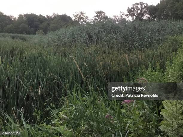 lush wetlands of lebanon, ct, usa - lebanon connecticut stock pictures, royalty-free photos & images