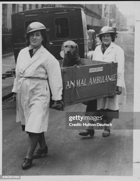 Workers with the National Air Raid Precautions Animal Committee carry an airdale, injured during an air raid, into an animal hospital. England, 1940.