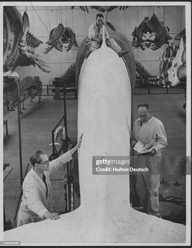 Museum Model of a Blue Whale
