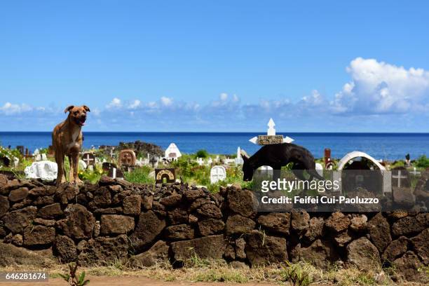 two dogs at cemetery of hanga roa in easter island of chile - hanga roa stock pictures, royalty-free photos & images