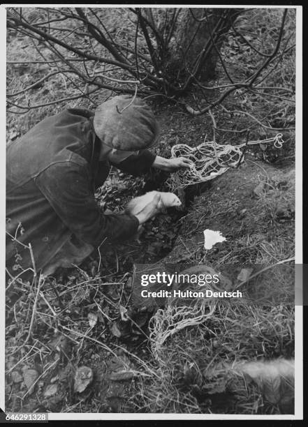 Hunter uses a ferret to chase rabbits out from their burrow.