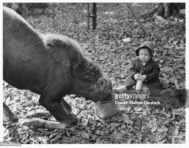 Young Mary Courtney watches as Neta the moose drinks milk from a pail at the Bronx Zoo. New York, 1941.