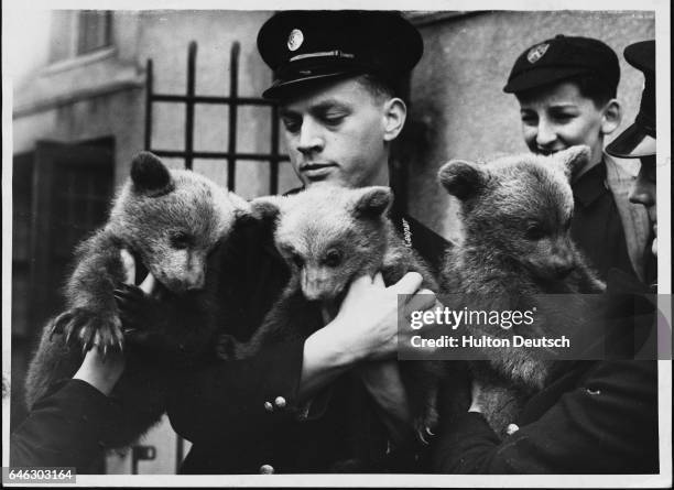 Brown bear triplets Wilfred, Sleek and Rip go on public view for the first time at London Zoo. England, 1951.