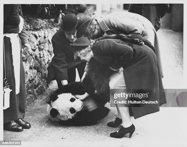 Visitors to London Zoo pet a baby giant panda named Ming. England, 1939.