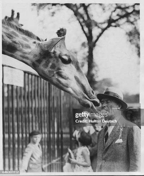 Captain Pfeiffer, a regular visitor to London Zoo, succeeds in training a giraffe to take food straight from his lips. England, 1933.