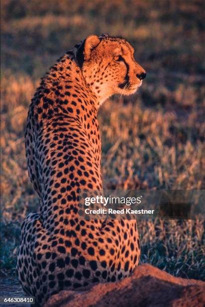 a telephoto lens photograph of a cheeta ( acinonyx jubatus) looking into the setting sun in namibia. - otjiwarongo stock pictures, royalty-free photos & images