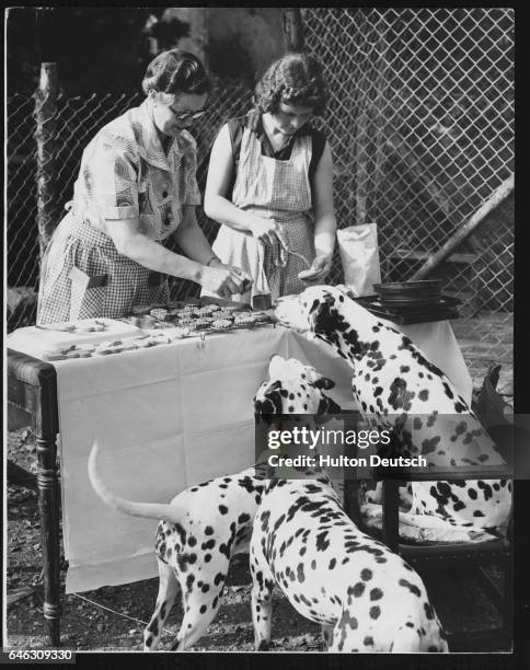 Mrs. Freda Hayman , a breeder of Widdington dalamtions, bakes dog biscuits on her farm at Prestwood, near Great Missendon. England, 1956. | Location:...