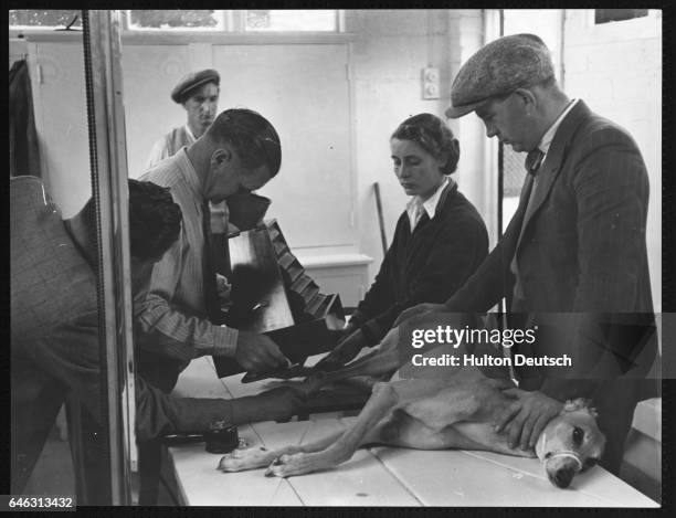 Racing greyhound being undergoing an X-ray examination in Britain in the 1930s.