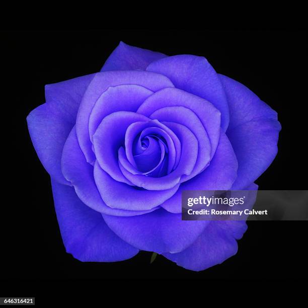 fragrant purple rose in close up on black. - rosa violette parfumee photos et images de collection