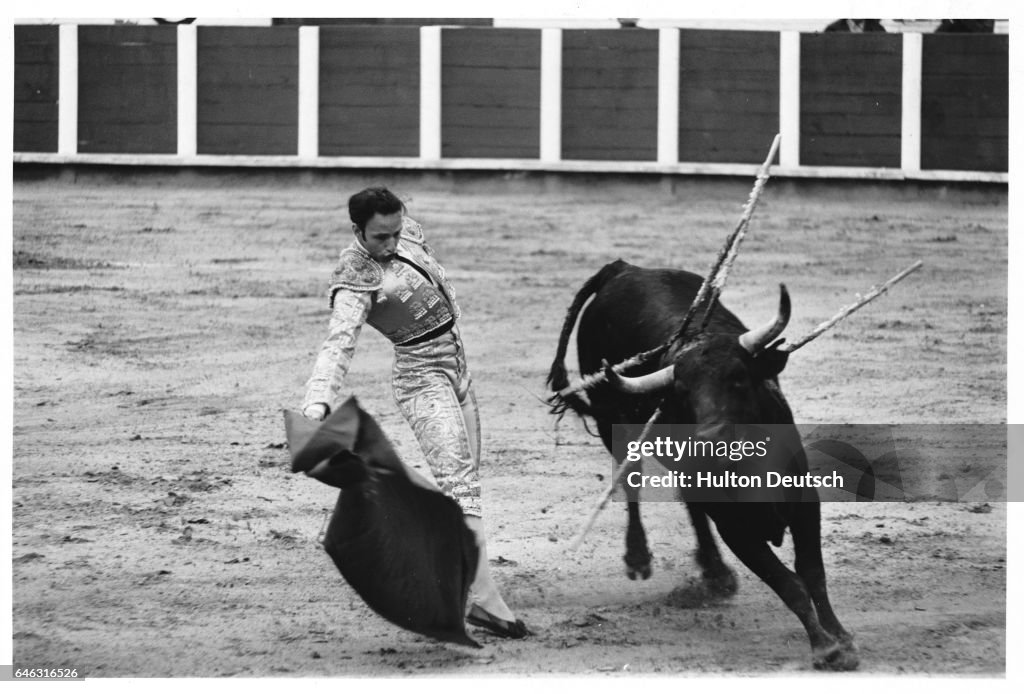 English Bullfighter in Action