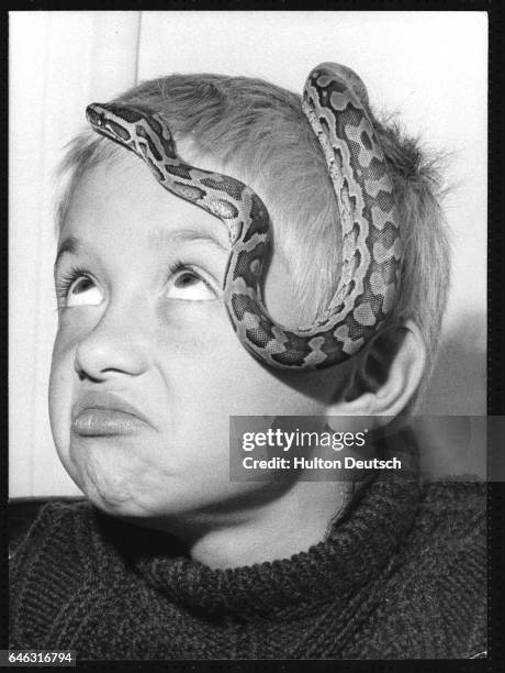 Boar Python Child 577 Child With Python Stock Photos, High-Res Pictures, and Images ...