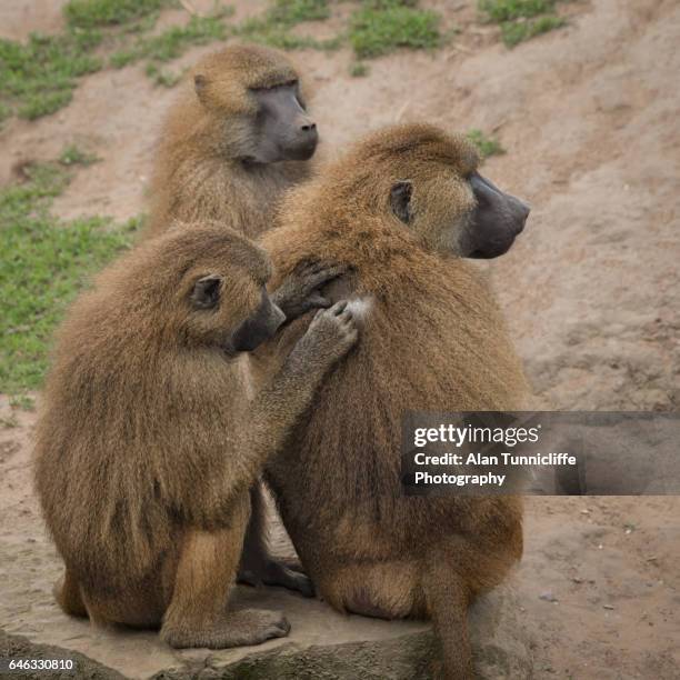 grooming apes - grooming fotografías e imágenes de stock