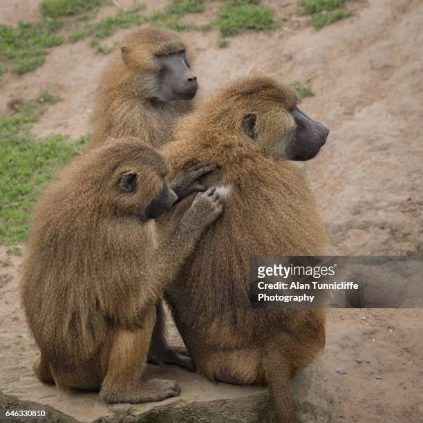 grooming apes - baboons stock pictures, royalty-free photos & images