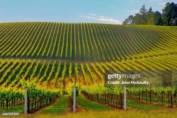oregon wine country - willamette valley stock pictures, royalty-free photos & images