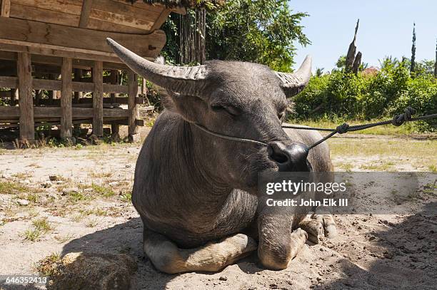 water buffalo with rope through nose - samosir island stock pictures, royalty-free photos & images