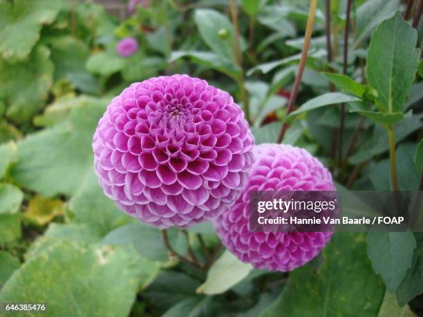 close-up of flowers - hannie van baarle stockfoto's en -beelden