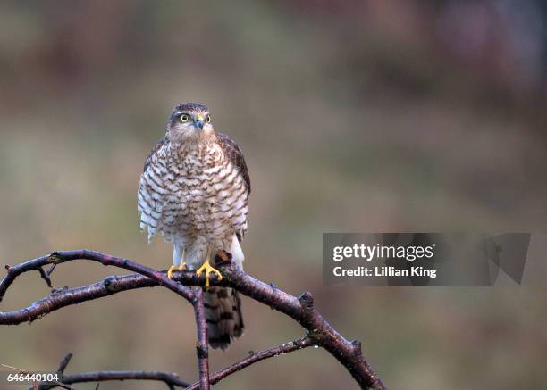 sparrowhawk female - sparrowhawk stock pictures, royalty-free photos & images