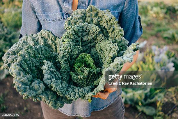 kale bunch - couve imagens e fotografias de stock