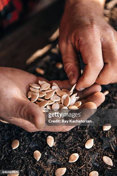 man holding pumpkin seeds - pumpkin seed stock pictures, royalty-free photos & images