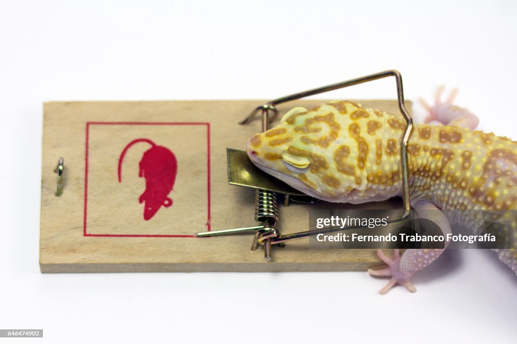 Lizard Trapped In A Mousetrap And Dies High-Res Stock Photo - Getty Images