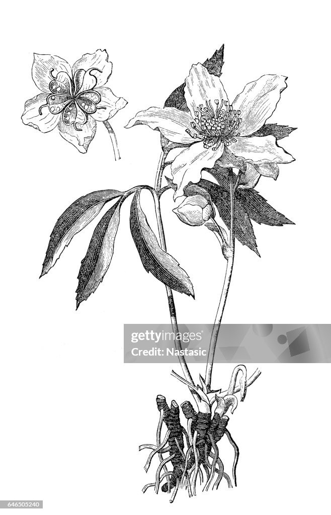 Christmas rose, black hellebore (Helleborus niger)