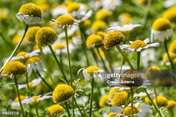 Pellitory / Spanish chamomile / Mount Atlas daisy in flower.