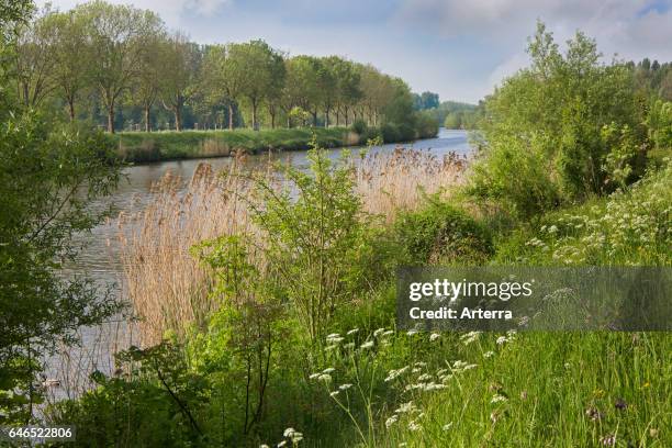 The river Schelde / Scheldt in summer, Zevergem, East Flanders, Belgium.