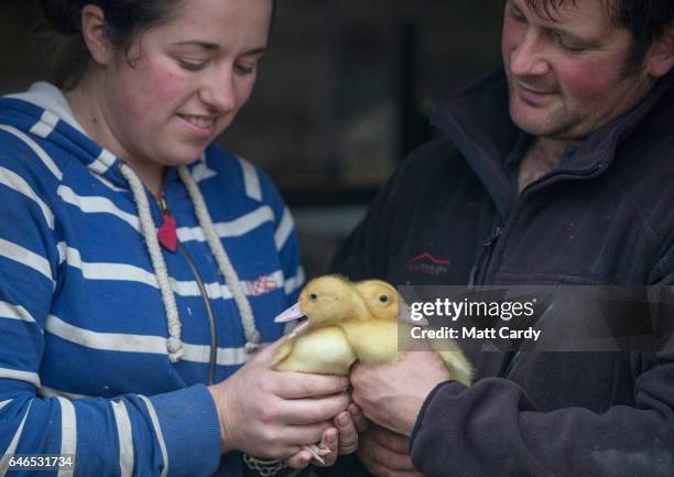 Duck farmer Kylie Carter and Dave Mumford hold free range baby ducks they are hand rearing at Salakee Duck Farm on St Mary's on the Isles of Scilly...