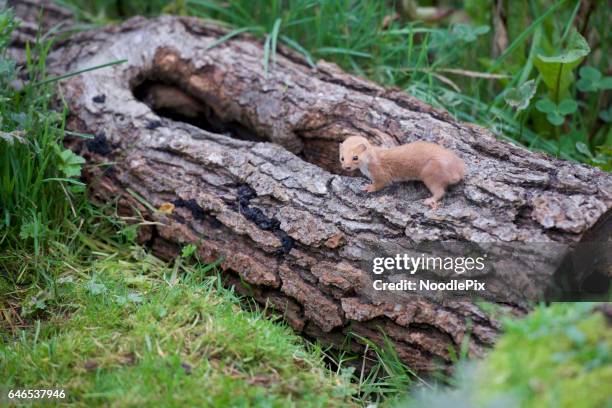 weasel - stoat uk stock pictures, royalty-free photos & images