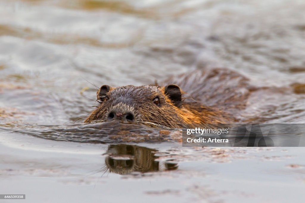 Coypu / river rat / nutria swimming in pond.