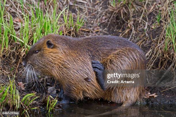 River Rats Vs Rats River Rat Photos and Premium High Res Pictures - Getty Images
