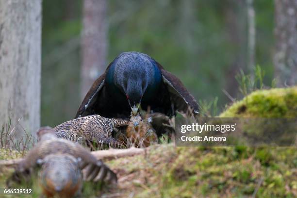 Capercaillie Hen Photos And Premium High Res Pictures Getty Images capercaillie-hen-photos-and-premium-high-res-pictures-getty-images