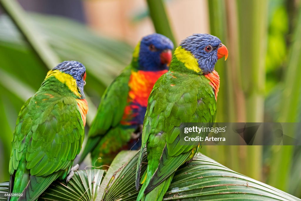Rainbow lorikeets / Swainson's Lorikeet perched in palm tree.