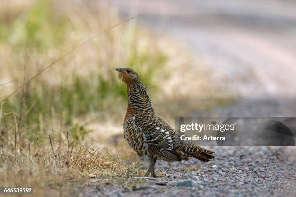 Western capercaillie female foraging along forest road in spring.