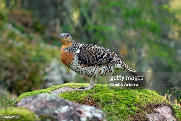 Western capercaillie female in coniferous forest in spring.