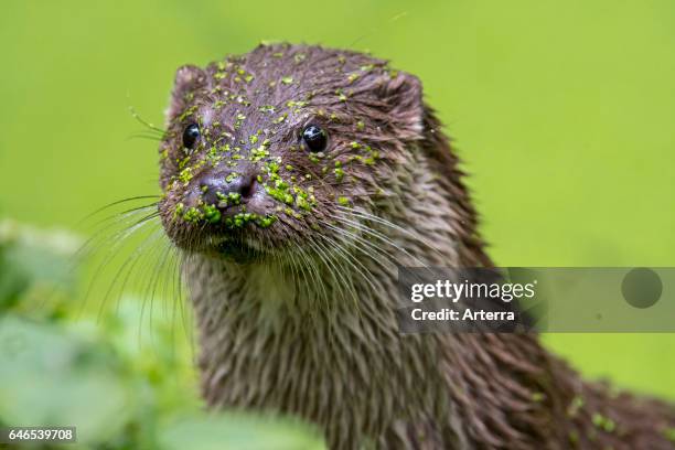 Close up portrait of European River Otter in pond covered in duckweed.