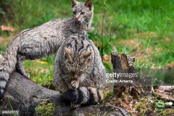 European wildcat grooming fur with soaking wet young in forest.