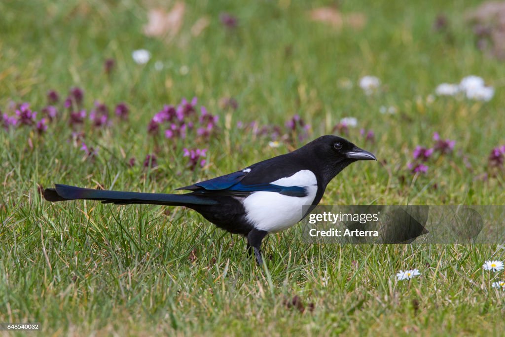 Eurasian magpie / common magpie foraging in meadow.