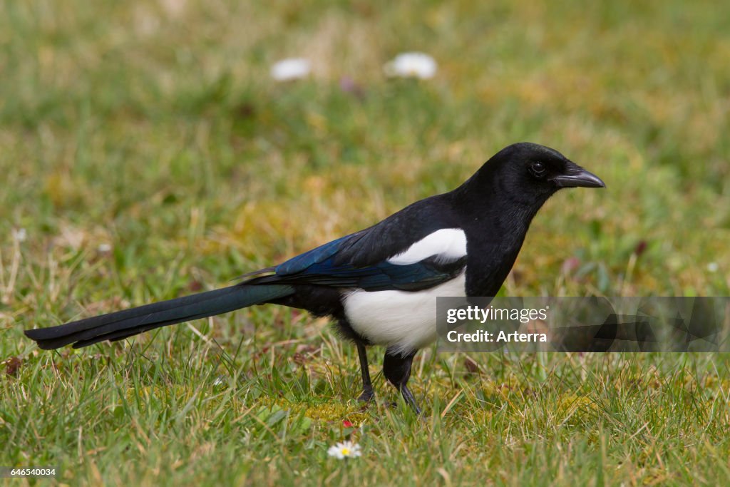 Eurasian magpie / common magpie foraging in meadow.