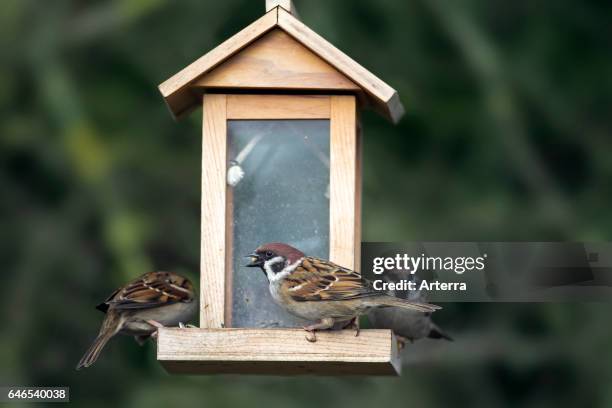 Eurasian tree sparrows feeding on peanuts and seeds from bird feeder in the snow in winter.