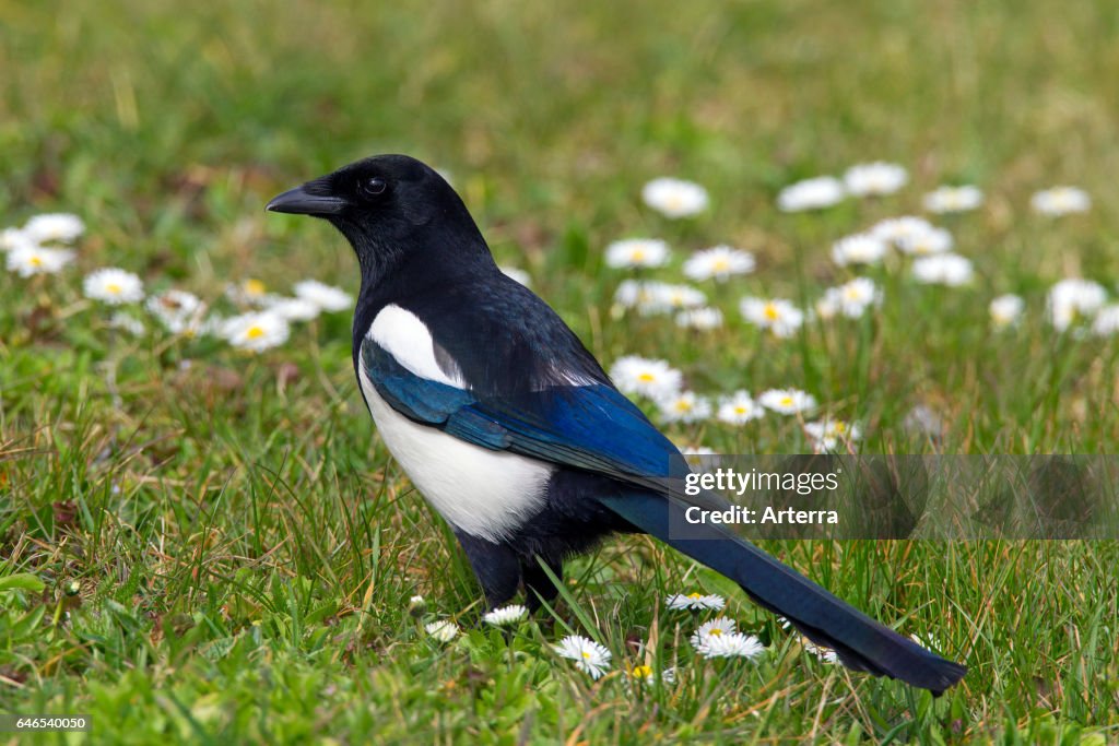 Eurasian magpie / common magpie foraging in meadow.