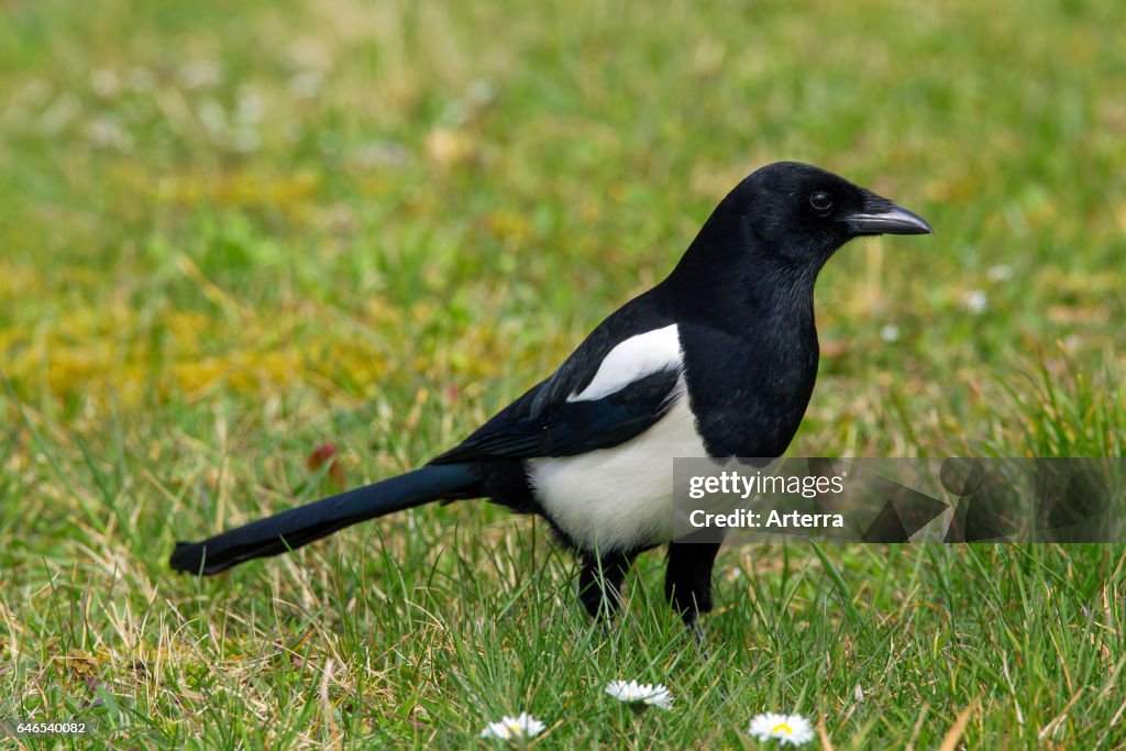 Eurasian magpie / common magpie foraging in meadow.