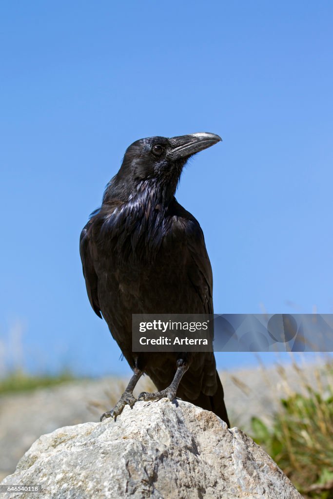Common raven / northern raven perched on rock.