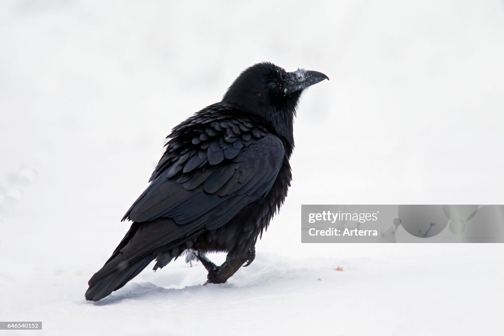Common raven / northern raven in the snow.