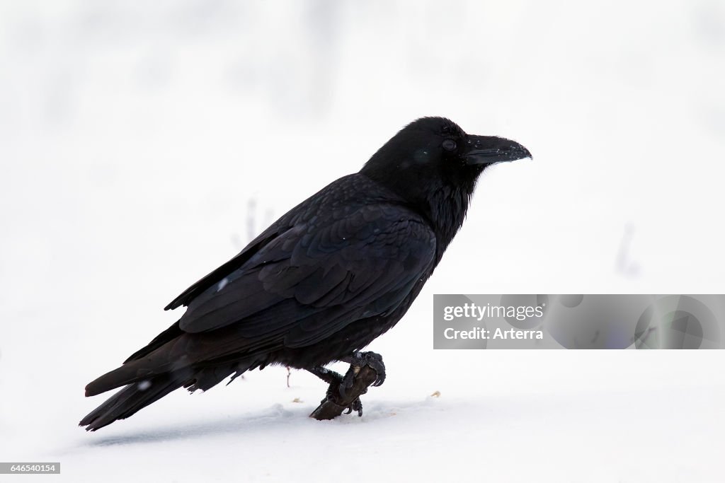 Common raven / northern raven in the snow.