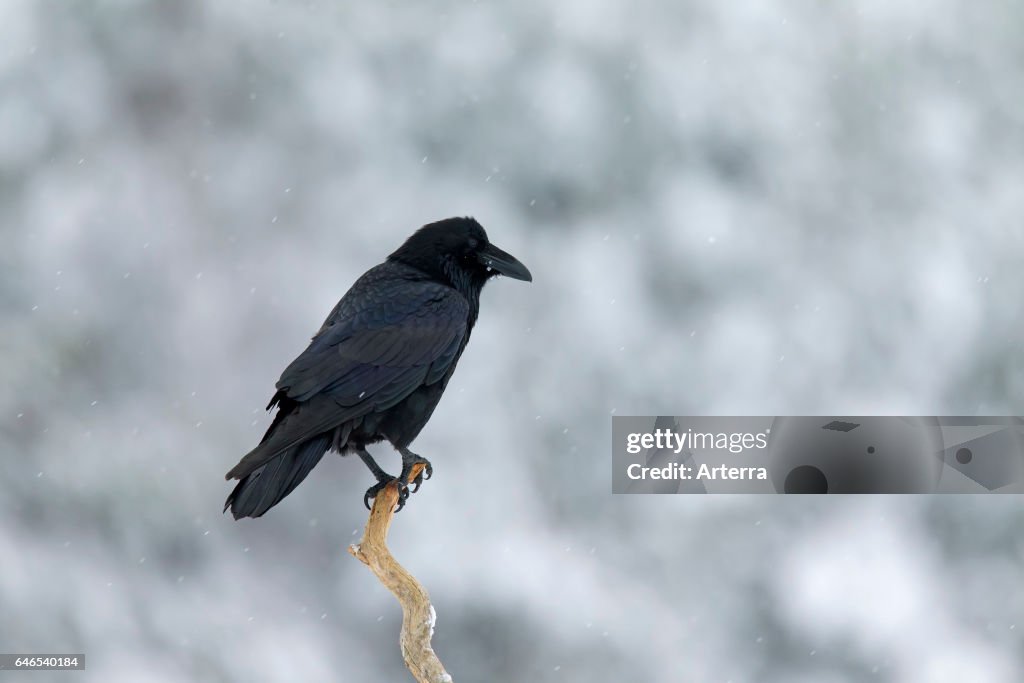 Common raven / northern raven perched in tree during snowfall.