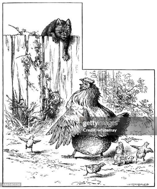predatory cat frightening a hen and her chicks - scared chicken stock illustrations