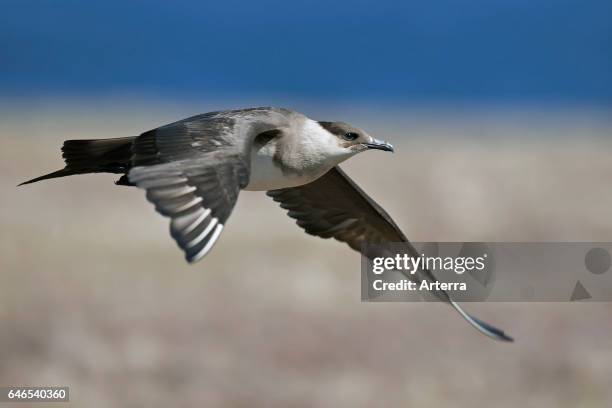 Parasitic jaeger / Arctic skua / parasitic skua flying over tundra.